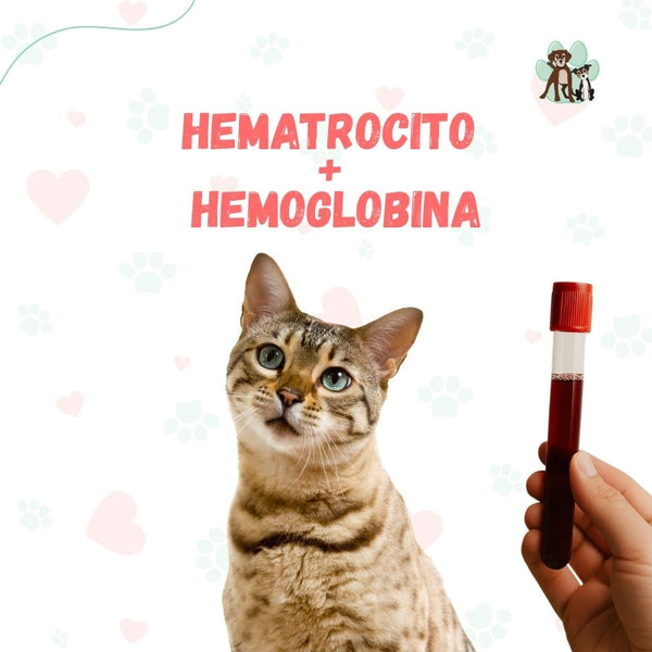 Examen de sangre Hematrocito + Hemoglobina para perros y gatos en B-Pets. Ambiente petfriendly, resultados en 24 hrs y agendamiento fácil. ¡Cuidamos su bienestar físico y emocional!
