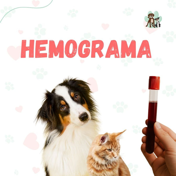 Examen de sangre Hemograma para perros y gatos en B-Pets. Ambiente petfriendly, resultados en 24 hrs y agendamiento fácil. ¡Cuidamos su bienestar físico y emocional!