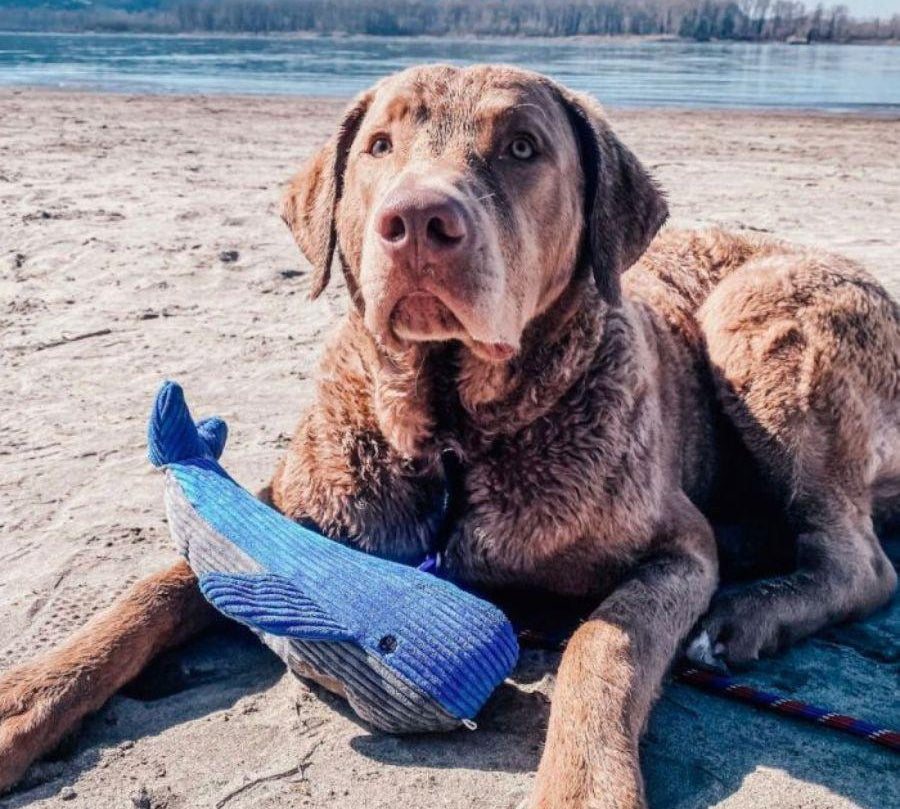 Peluche Ballena con Sonido de Tall Tails, suave y duradero, ideal para perros medianos y grandes. Equipado con squeaker y fabricado con malla reforzada. Tamaño: 35 cm.