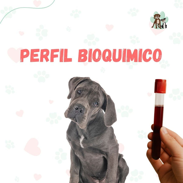 Examen de sangre Perfil Bioquímico para perros y gatos en B-Pets. Ambiente petfriendly, resultados en 24 hrs y agendamiento fácil. ¡Cuidamos su bienestar físico y emocional!