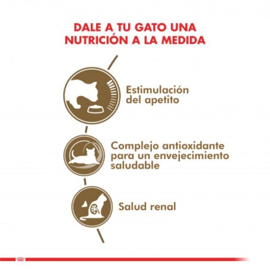 Royal Canin Feline Ageing 12+ Húmedo: Alimento húmedo para gatos mayores de 12 años, con EPA/DHA para salud articular y fósforo adaptado para la función renal. Nutrición completa y equilibrada.