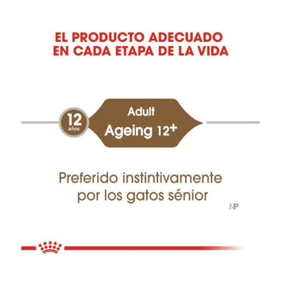 Royal Canin Feline Ageing 12+ Húmedo: Alimento húmedo para gatos mayores de 12 años, con EPA/DHA para salud articular y fósforo adaptado para la función renal. Nutrición completa y equilibrada.