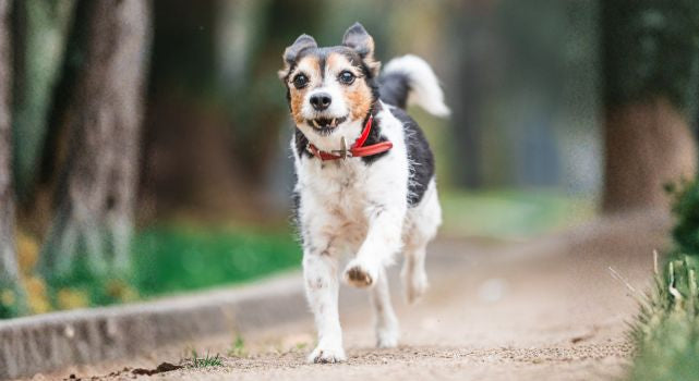 Todo para perritos