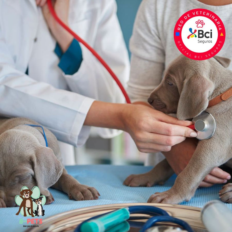 Control Presencial para Perros