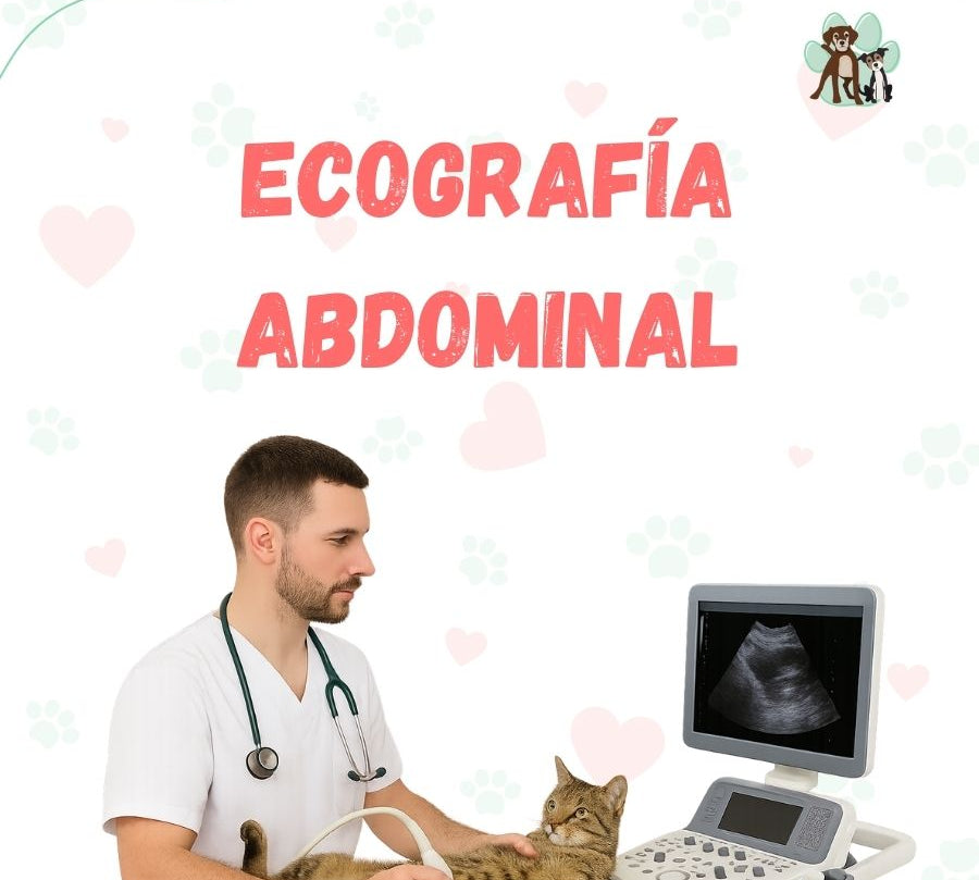 Ecografía Abdominal para perros y gatos en B-Pets. Ambiente petfriendly, resultados en 24 hrs y agendamiento fácil. ¡Cuidamos su bienestar físico y emocional!