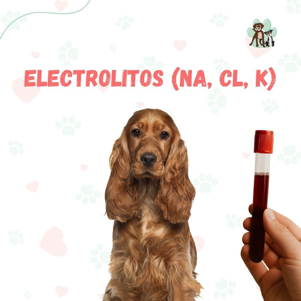 Examen de sangre Electrolitos (Na, Cl, K) para perros y gatos en B-Pets. Ambiente petfriendly, resultados en 24 hrs y agendamiento fácil. ¡Cuidamos su bienestar físico y emocional!