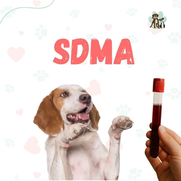 Examen SDMA para perros y gatos en B-Pets. Ambiente petfriendly, resultados en 24 hrs y agendamiento fácil. ¡Cuidamos su bienestar físico y emocional!