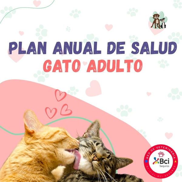 Contrata el mejor plan anual de salud para gatos adultos en Santiago. Consultas veterinarias y vacunas. Cuida a tu mascota con B-Pets.