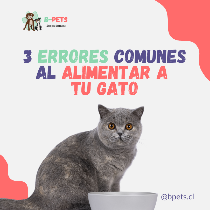 3 errores comunes al alimentar a tu gato (y cómo evitarlos)
