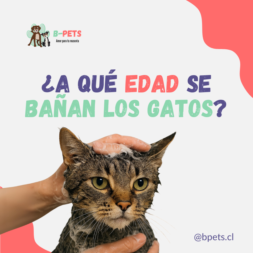 ¿A qué edad se bañan los gatos? Guía veterinaria para un baño seguro