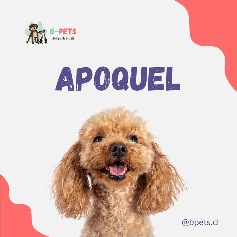 Apoquel para perros: qué es, para qué sirve y precio en Chile
