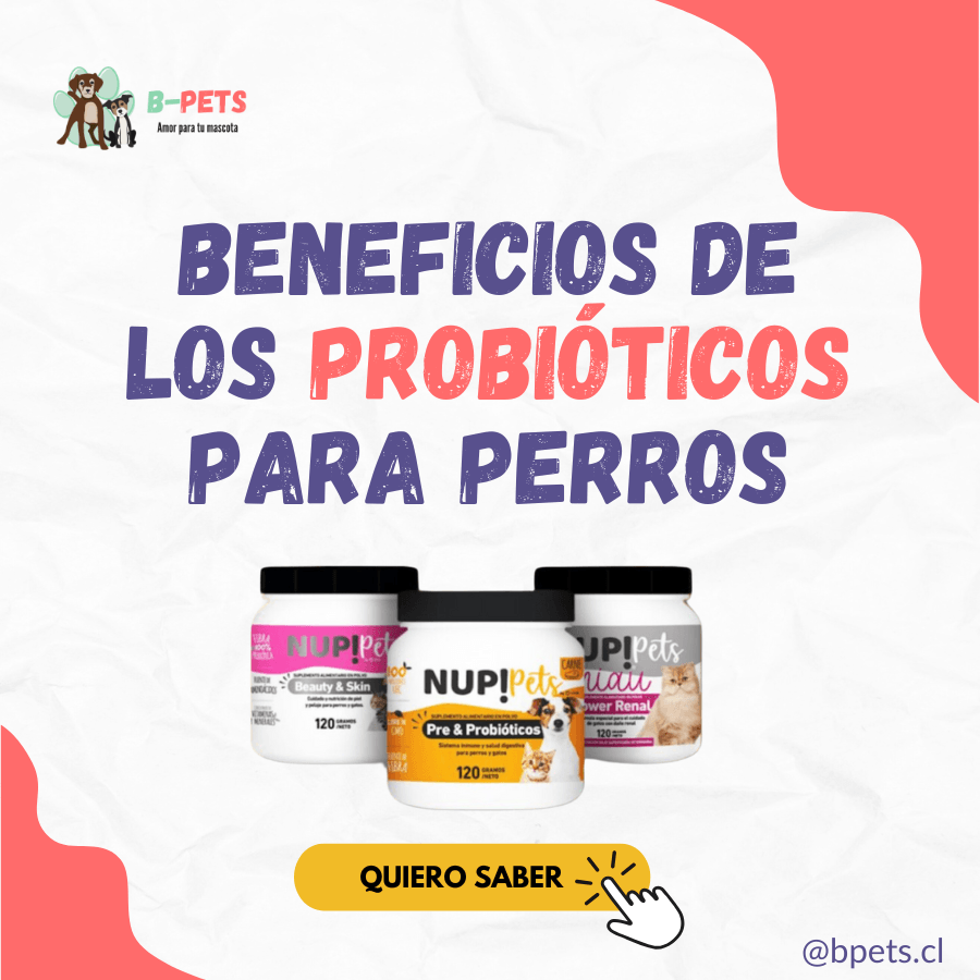 Beneficios de los probióticos para perros