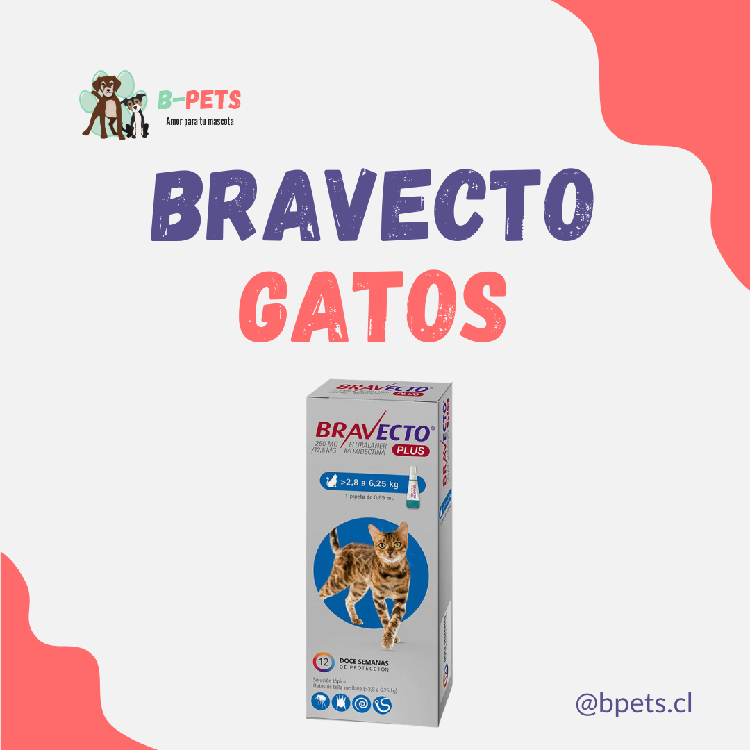 bravecto gatos