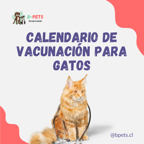 Calendario de Vacunación para Gatos: Todo lo que necesitas saber