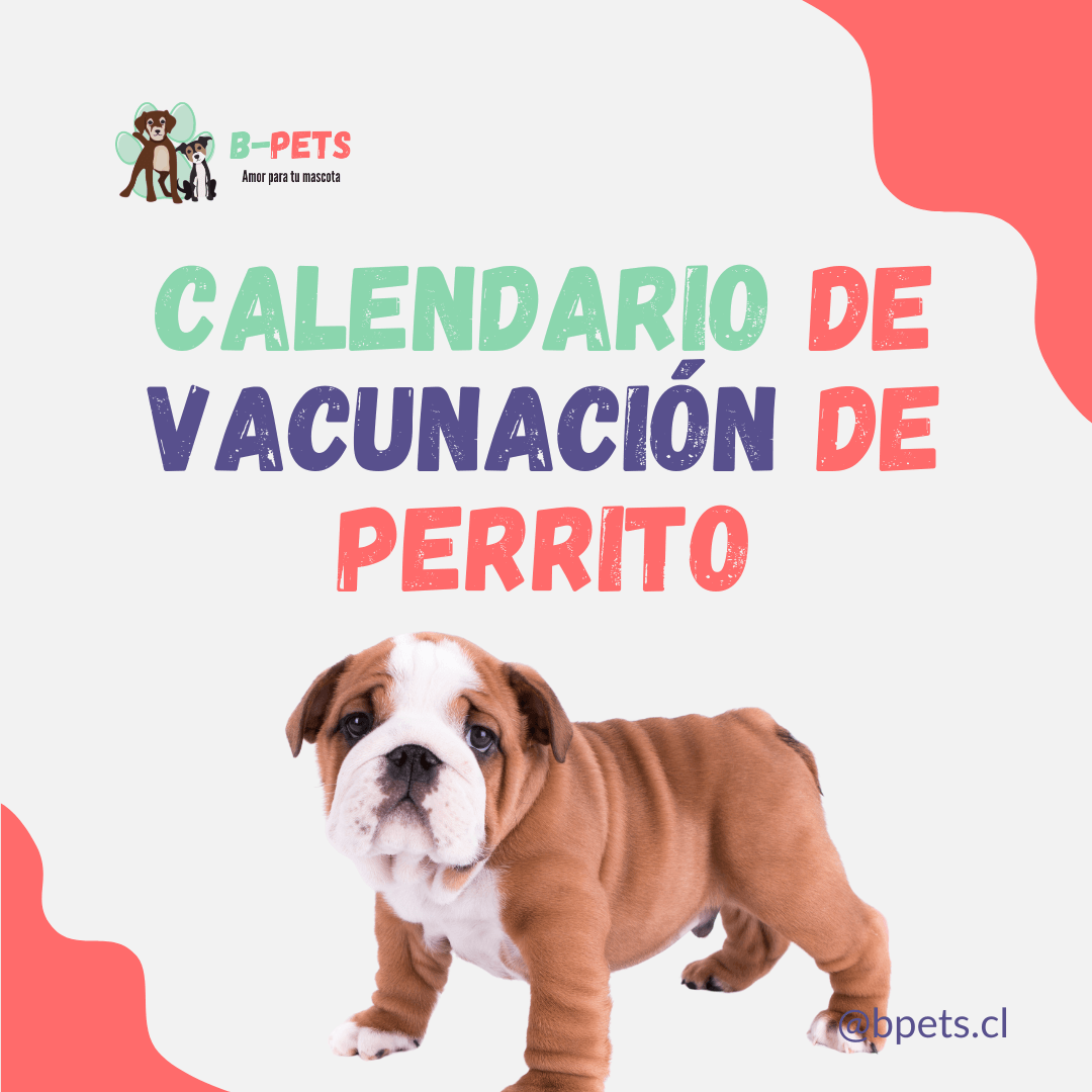 Calendario de Vacunación para Perritos: Protege a tu Cachorro desde sus Primeros Meses