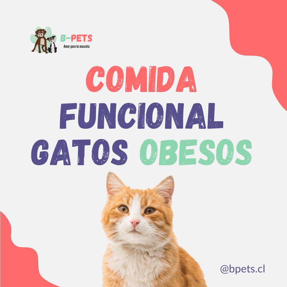 comida funcional gatos obesos