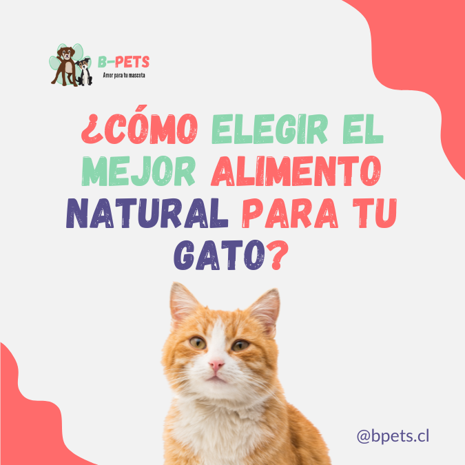 ¿Cómo elegir el mejor alimento natural para tu gato?