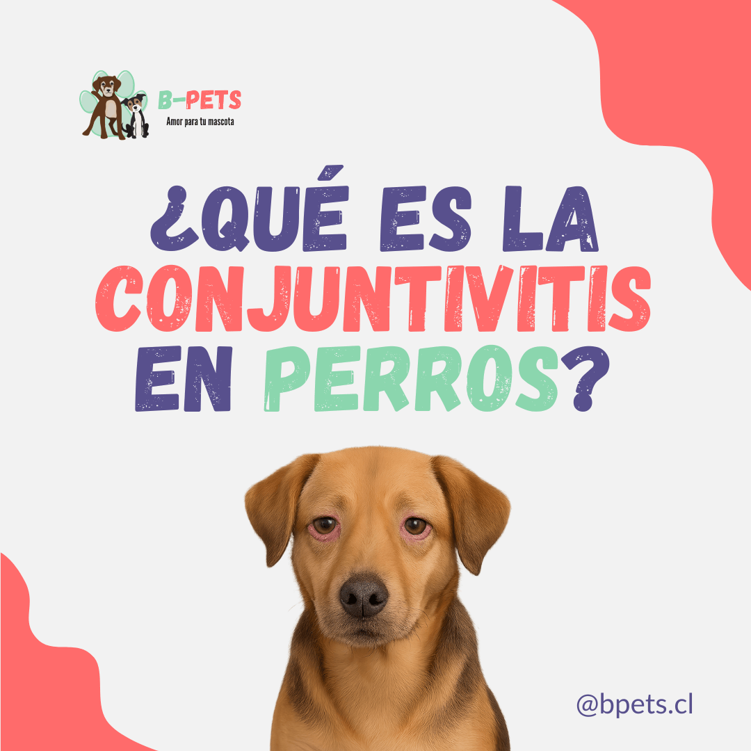 Conjuntivitis en perros: cómo detectarla y cuándo ir al veterinario