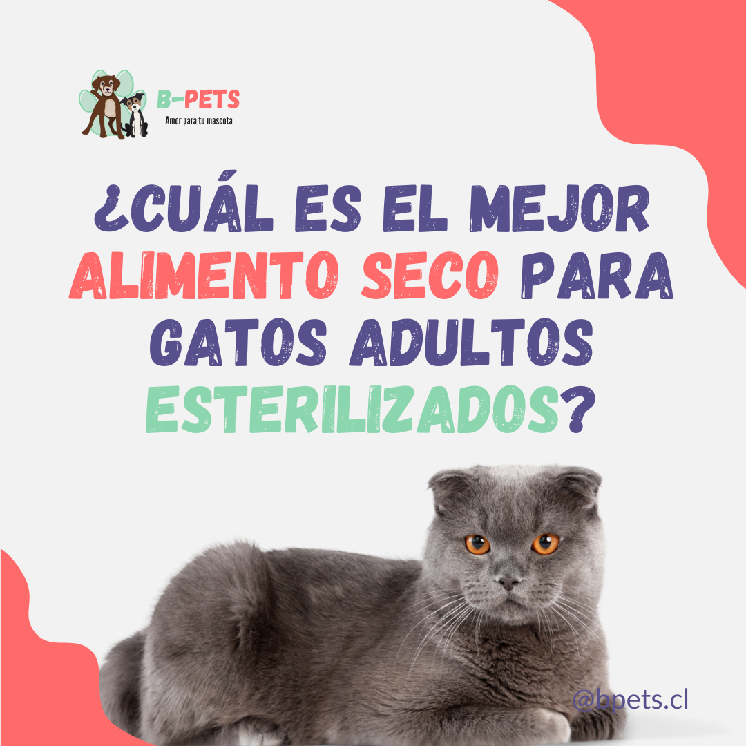 ¿Cuál es el mejor alimento seco para gatos adultos esterilizados?