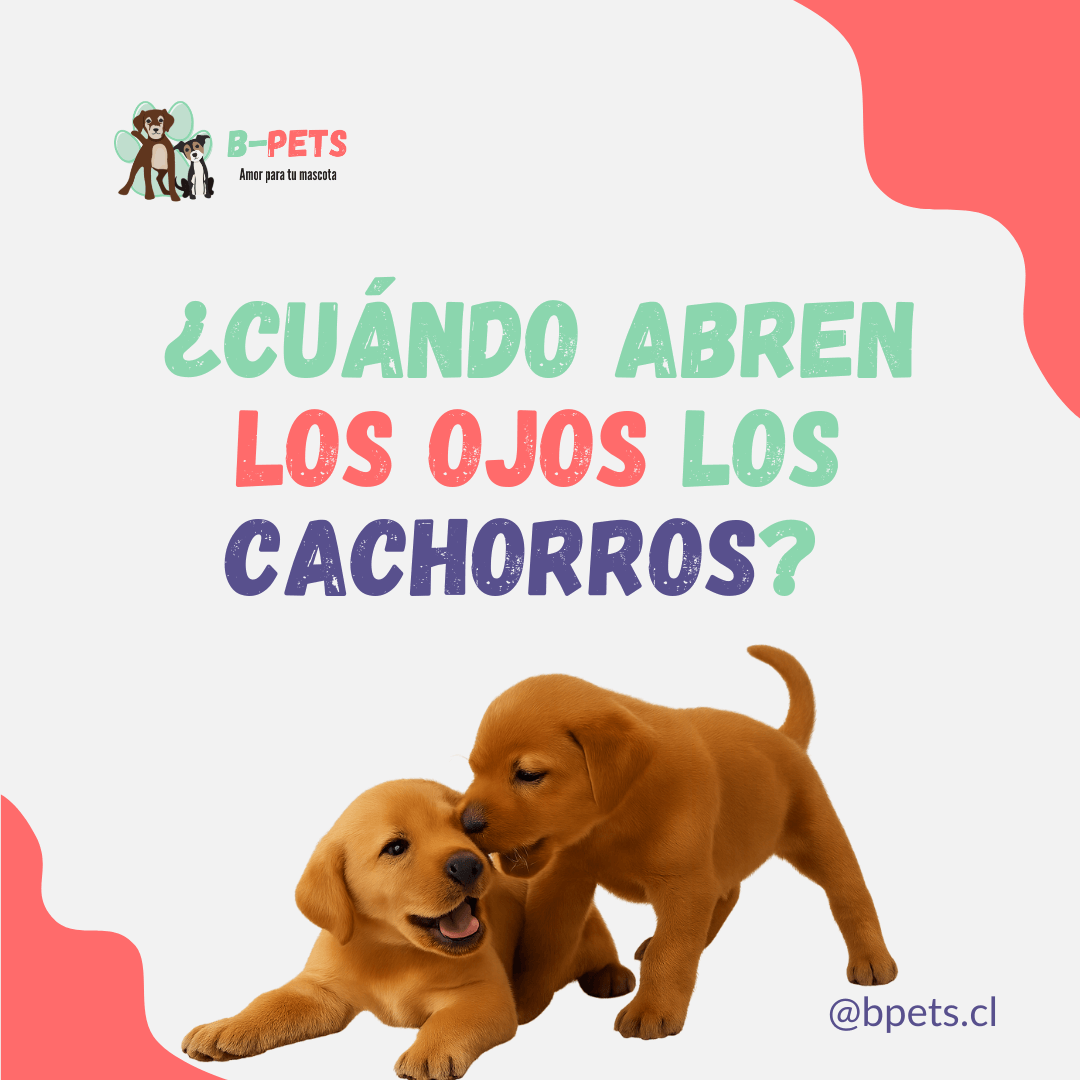 ¿Cuándo abren los ojos los cachorros? Todo lo que necesitas saber