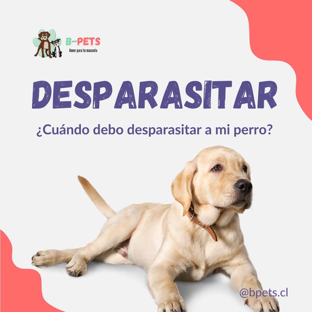 ¿Cuándo debo desparasitar a mi perro? Guía completa para mantenerlo sano
