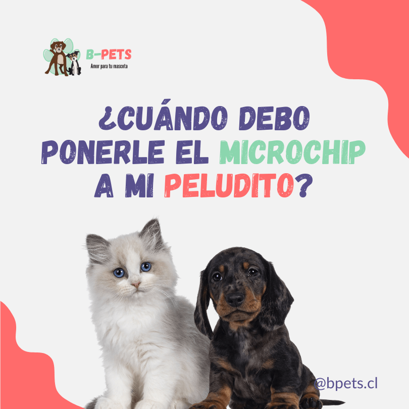 ¿Cuándo debo ponerle el microchip a mi peludito?
