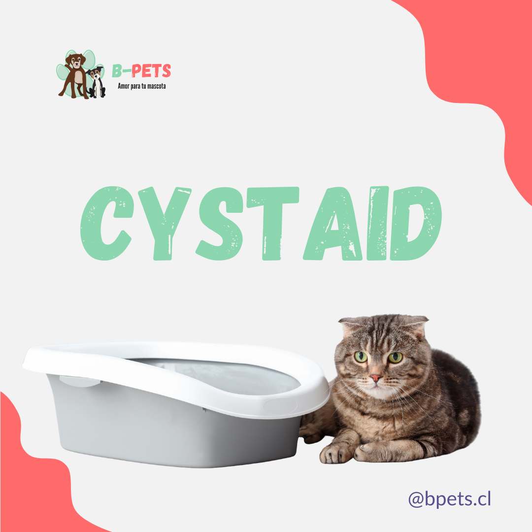 Cystaid cápsulas para gatos cistitis idiopática felina — B-Pets Chile