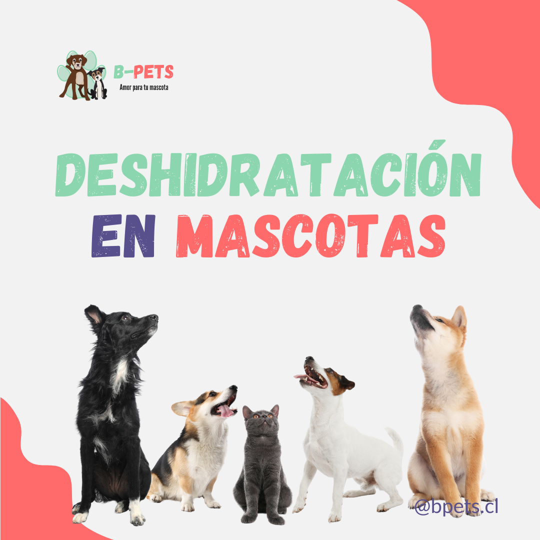 deshidratación en mascotas perros gatos señales — B-Pets veterinaria Providencia Chile