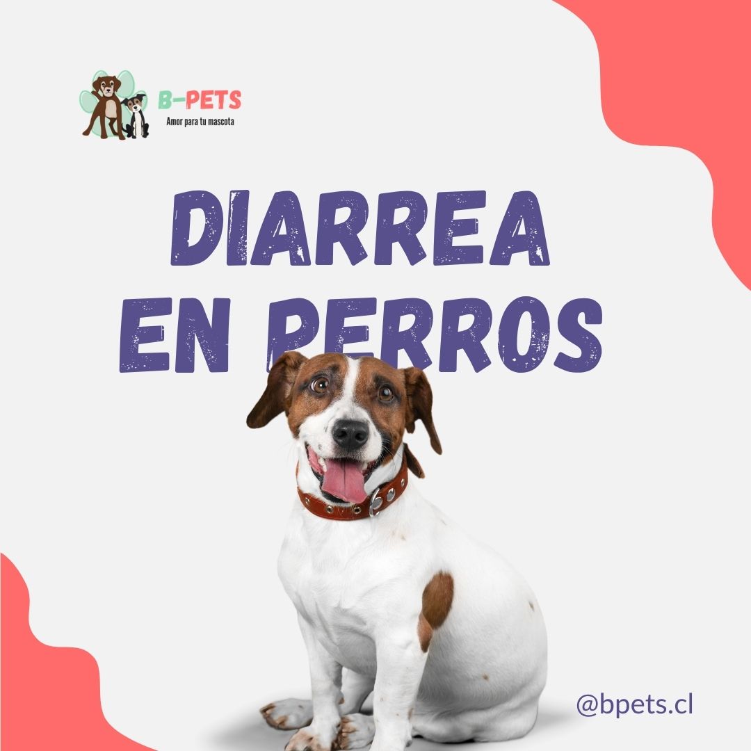 diarrea en perros