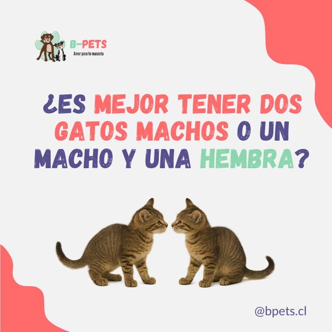 ¿Estás pensando en adoptar dos gatos? Una duda común es si es mejor tener dos machos o un macho y una hembra. La respuesta depende del carácter, la edad, el entorno y si están esterilizados.