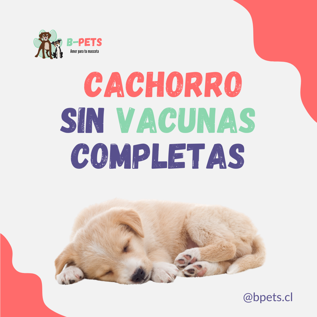 Es seguro pasear a un cachorro sin vacunas completas