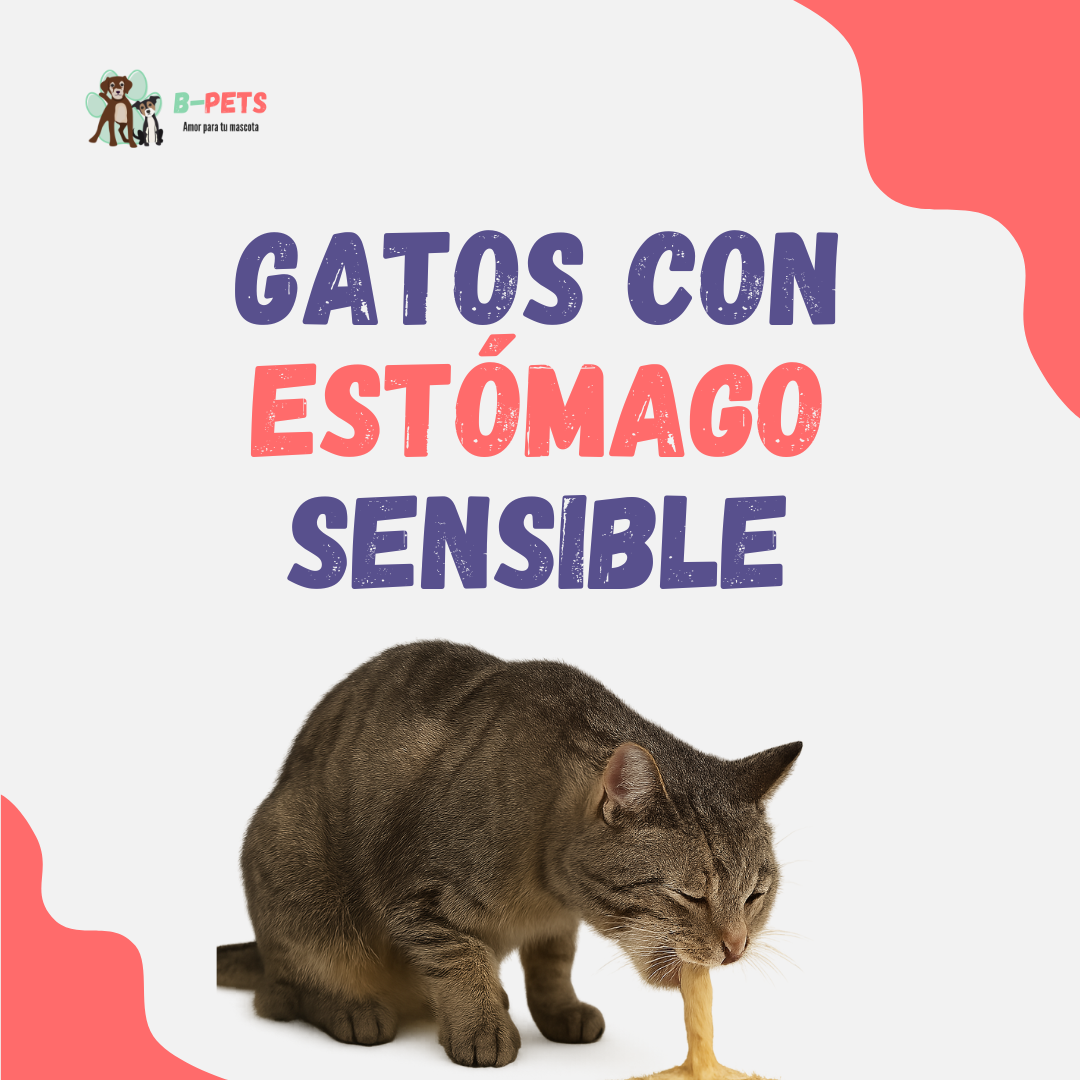 Gatos con estómago sensible