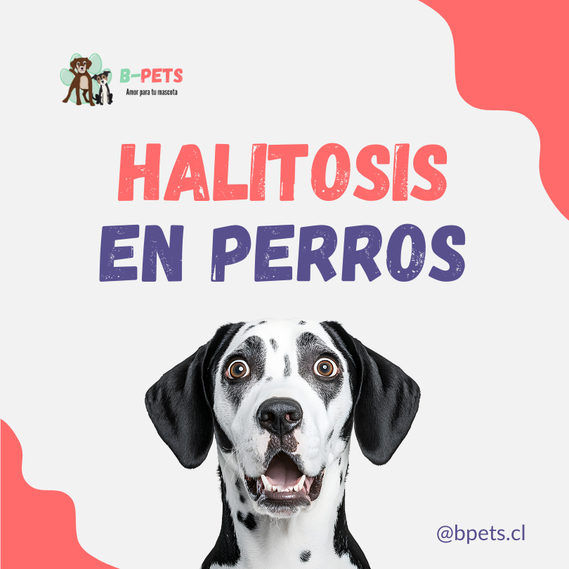 Halitosis en perros