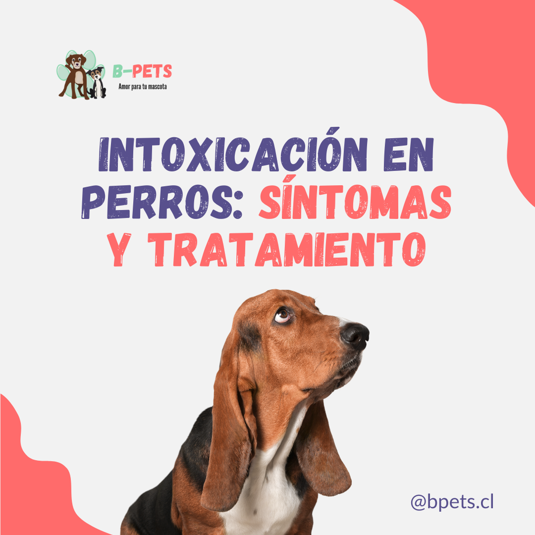Intoxicación en perros: síntomas y tratamiento
