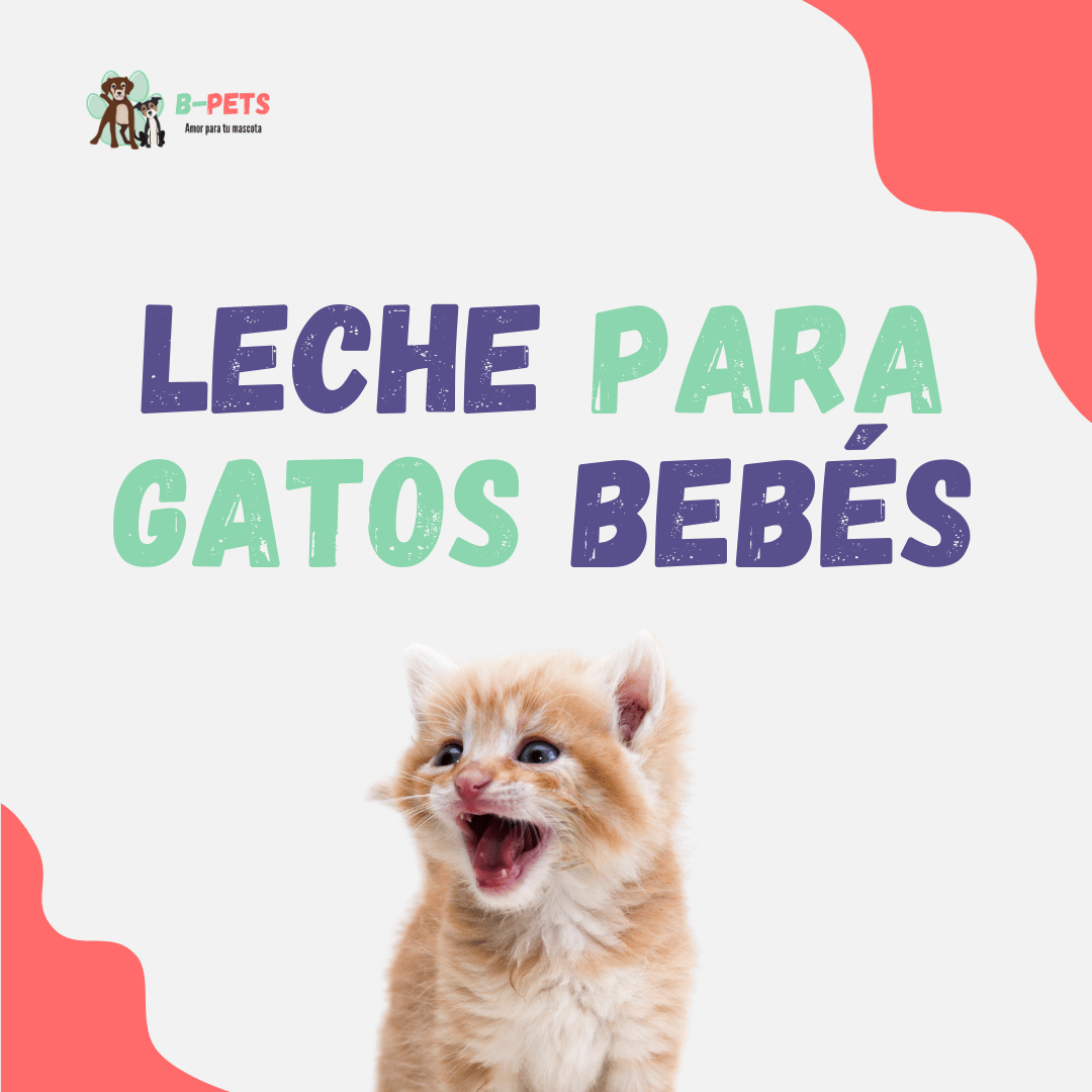 Leche para gatos bebés