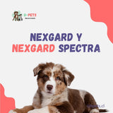 NexGard y NexGard Spectra para perros: diferencias, dosis y protección