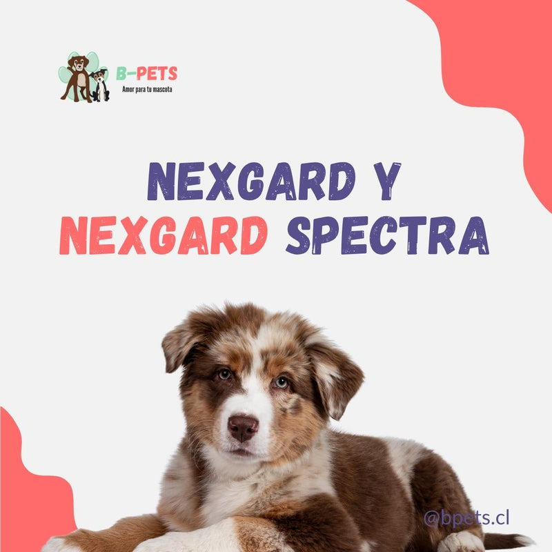 NexGard y NexGard Spectra para perros: diferencias, dosis y protección