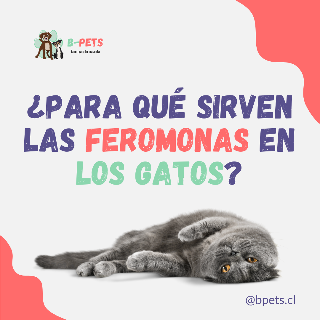¿Para qué sirven las feromonas en los gatos?