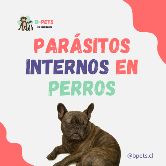 parásitos internos en perros desparasitación veterinaria — B-Pets Providencia Chile