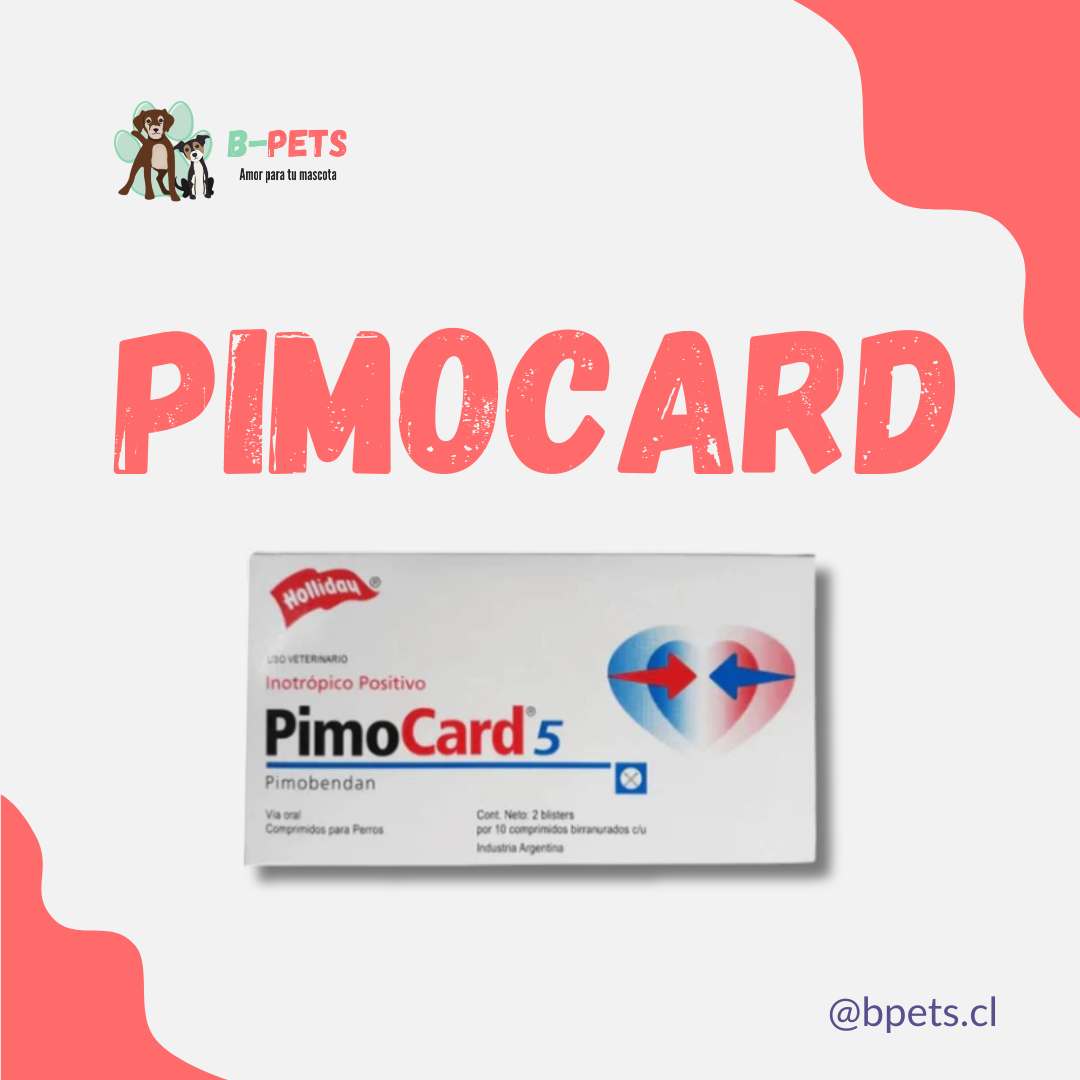 Pimocard pimobendan comprimidos para perros con insuficiencia cardíaca — B-Pets Chile