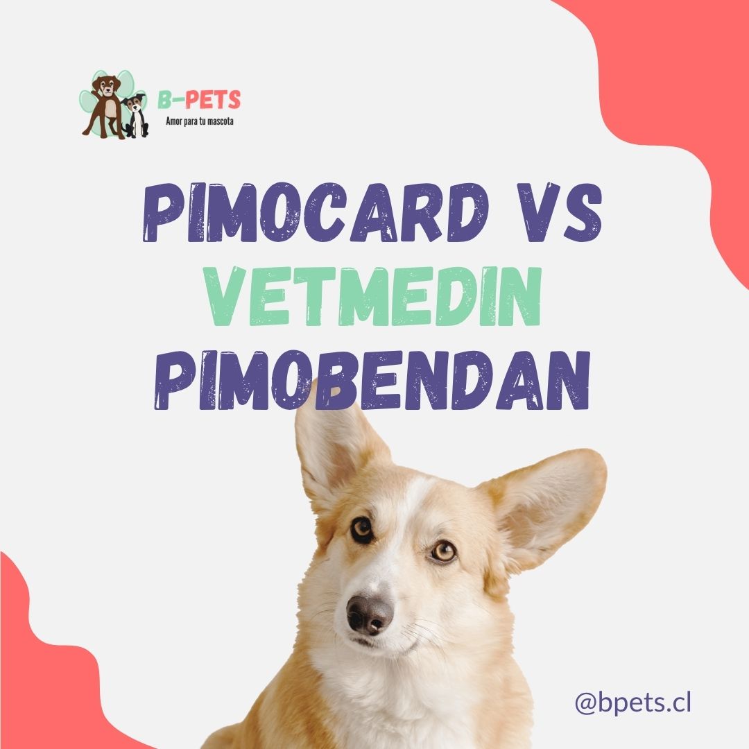 Pimocard vs Vetmedin pimobendan para perros disponible Chile — B-Pets