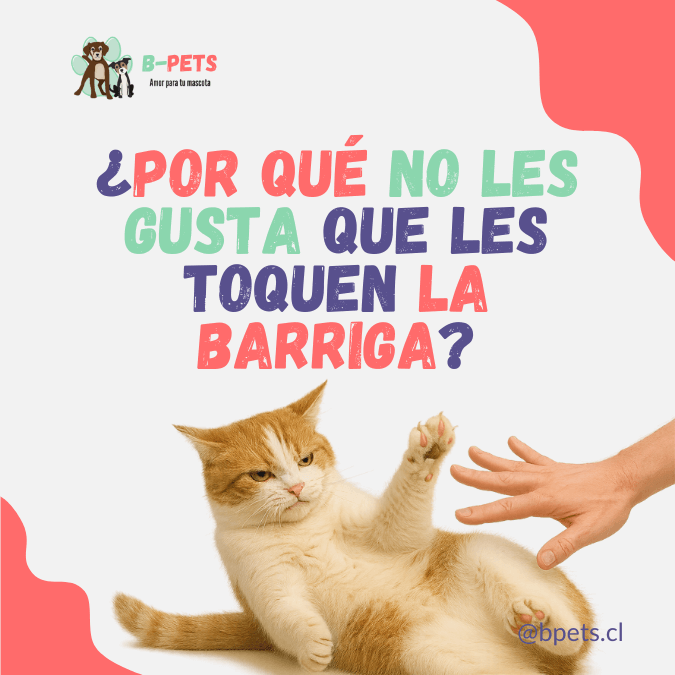 ¿Por qué a los gatos no les gusta que les toquen la barriga?