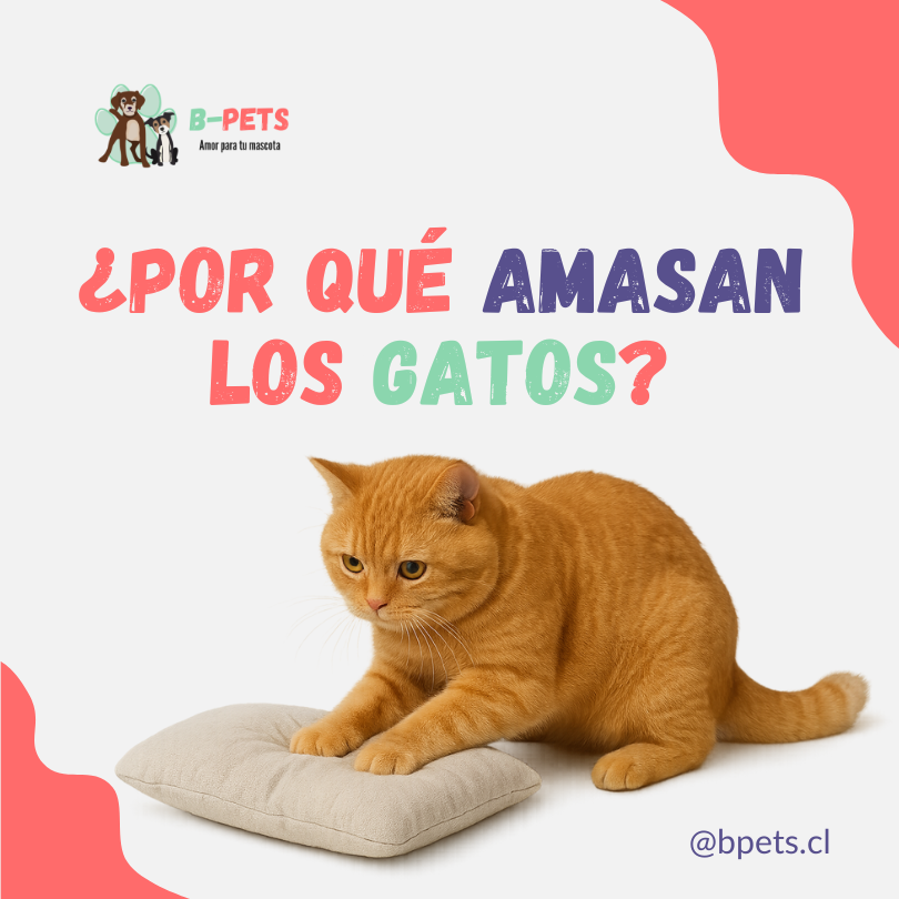 ¿Por qué amasan los gatos? Descubre el significado de este comportamiento