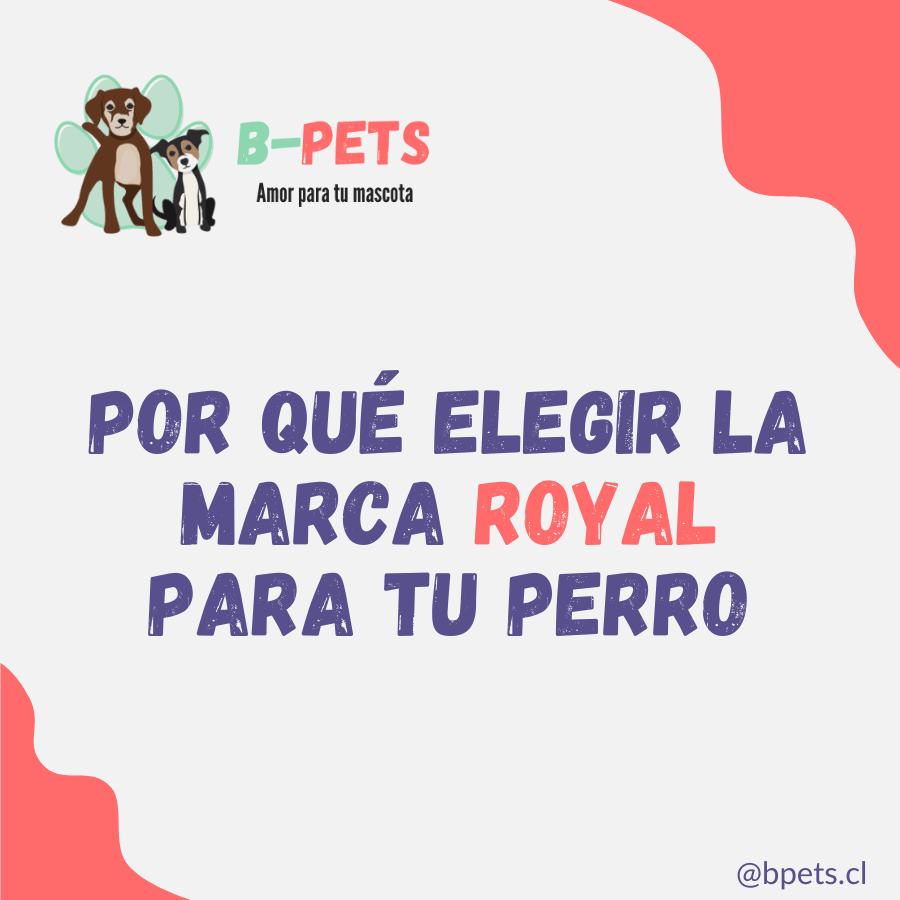 Por que elegir la marca Royal para tu perro