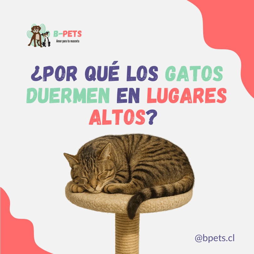 Por qué los gatos duermen en lugares altos