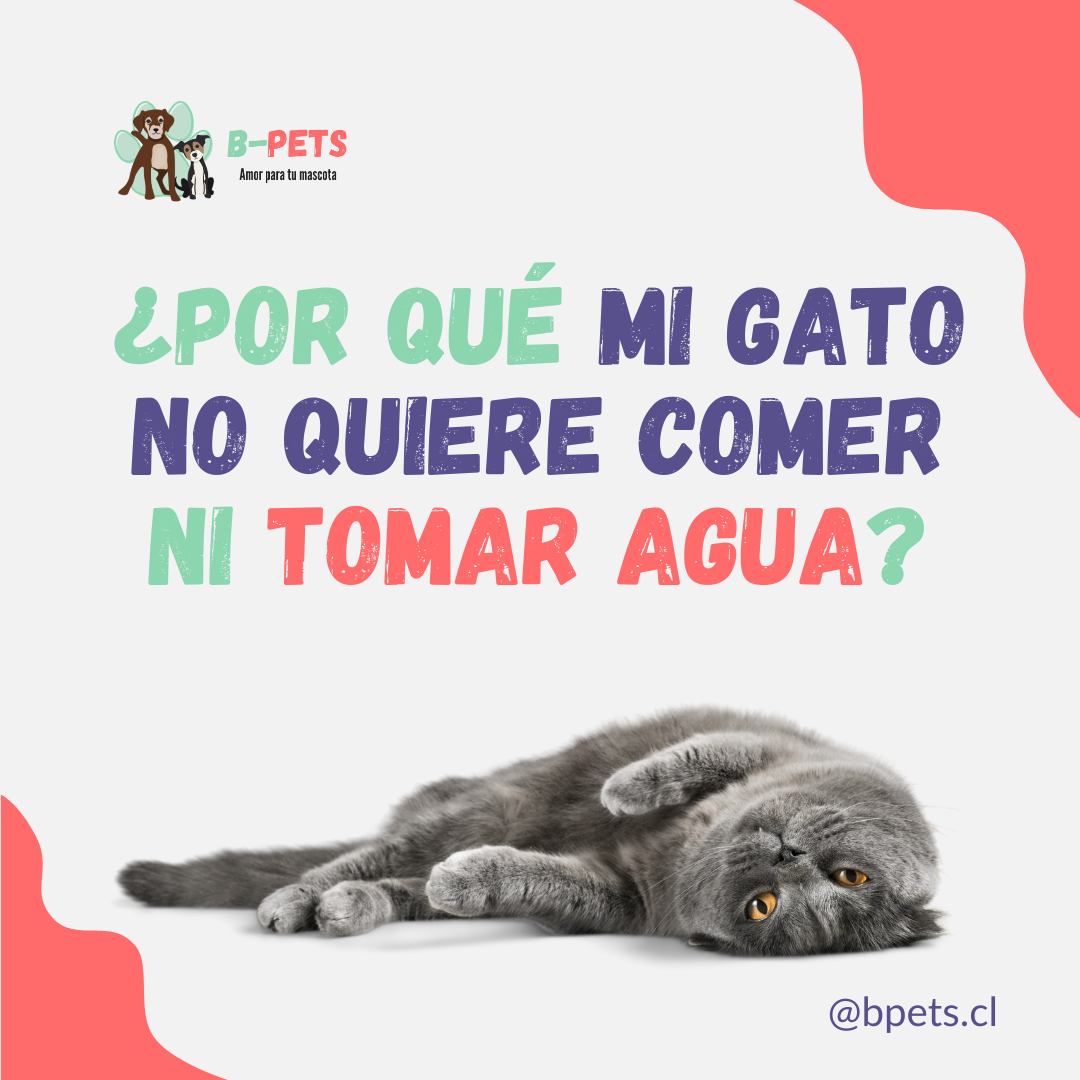 ¿Por qué mi gato no quiere comer ni tomar agua? Señales de alerta y qué hacer