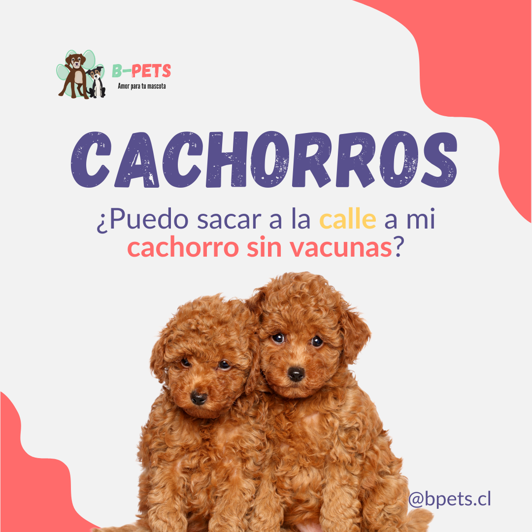 ¿Puedo sacar a la calle a mi cachorro sin vacunas?