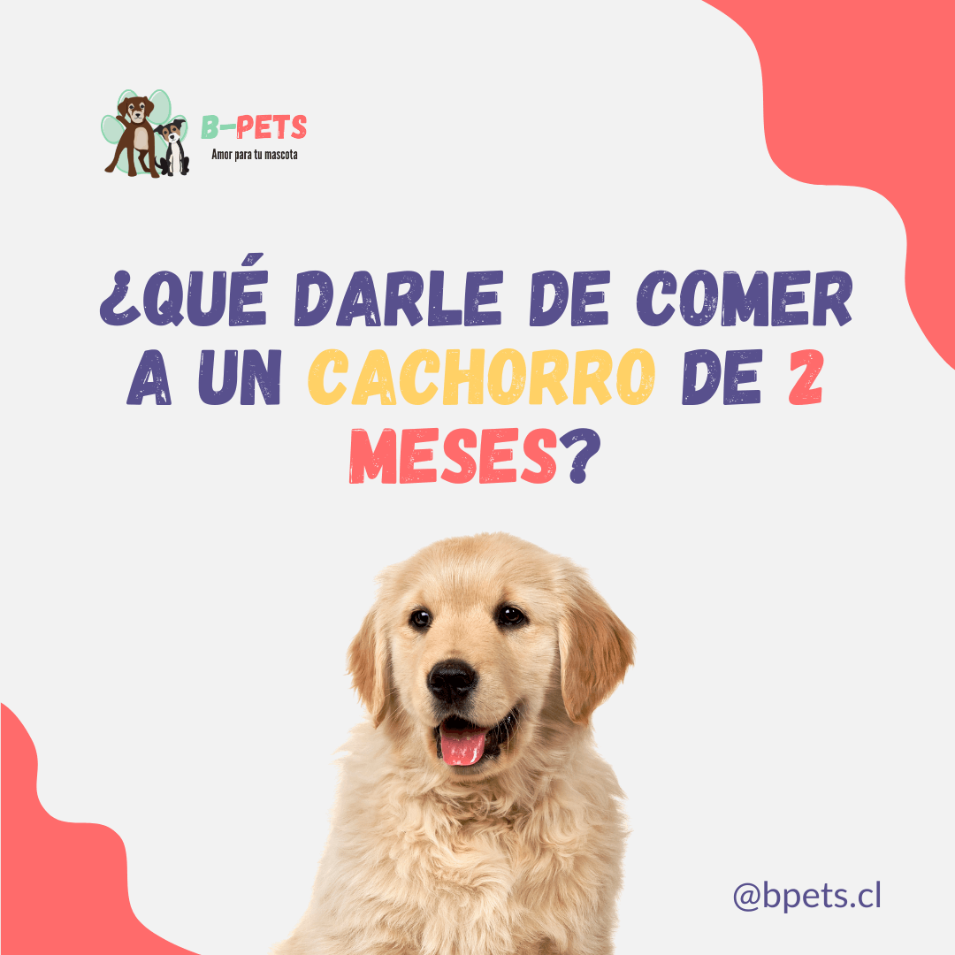 ¿Qué darle de comer a un cachorro de 2 meses?