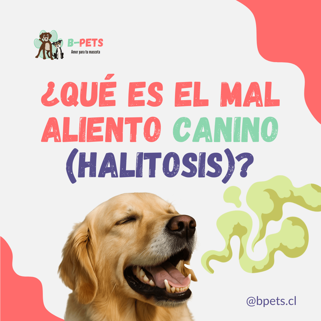 Mal aliento en perros: causas, prevención y tratamientos [Guía completa]