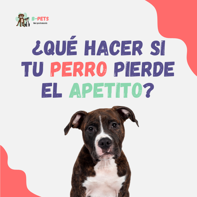 ¿Qué hacer si tu perro pierde el apetito? 🐾🍽️ Causas y soluciones veterinarias